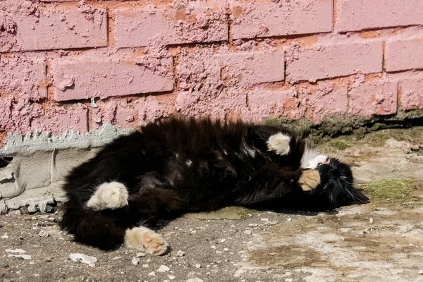 Cariñoso gato negro con patas blancas se encuentra en el pavimento — Foto de Stock