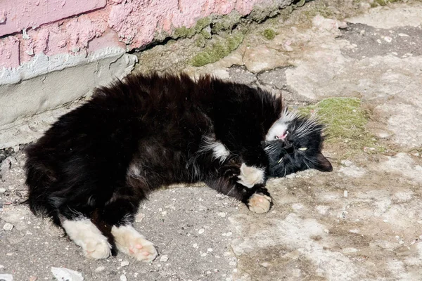 Aanhankelijke zwarte kat met witte poten ligt op de stoep — Stockfoto