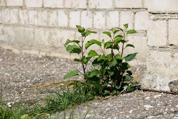 Bush med gröna blad växer från asfalt nära tegelvägg — Stockfoto
