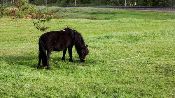 Чорний поні прикрашає зелений луг — стокове фото