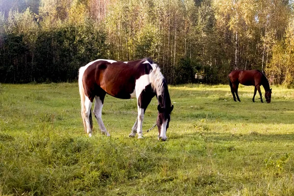 Плямистий кінь приносить зелений луг — стокове фото