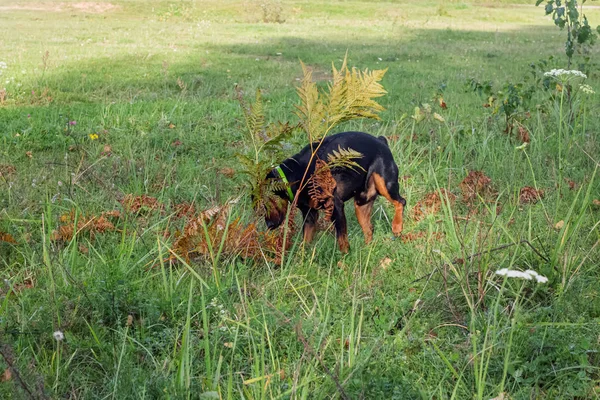 Piccolo cane nero che annusa un cespuglio da vicino — Foto Stock