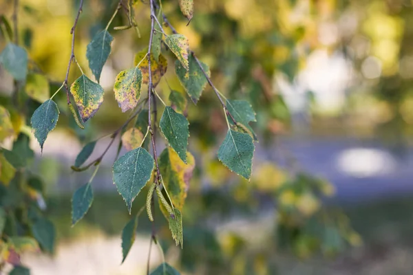 Желтые березовые листья на ветке крупным планом — стоковое фото