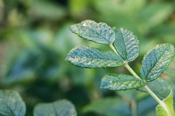 La hoja verde de la rosa mosqueta se acercan — Foto de Stock