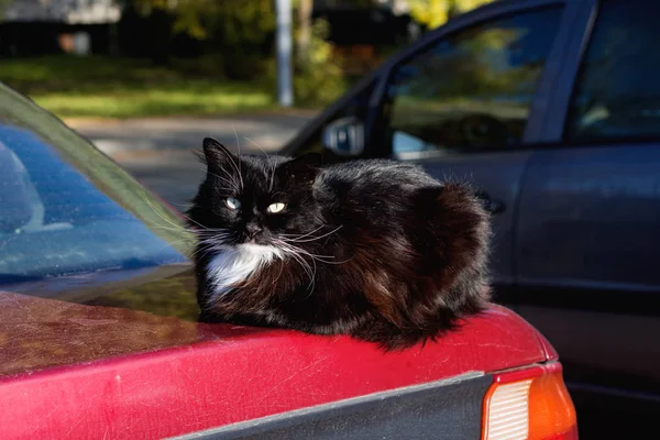 Schwarze Katze liegt auf dem Kofferraum eines roten Autos — Stockfoto