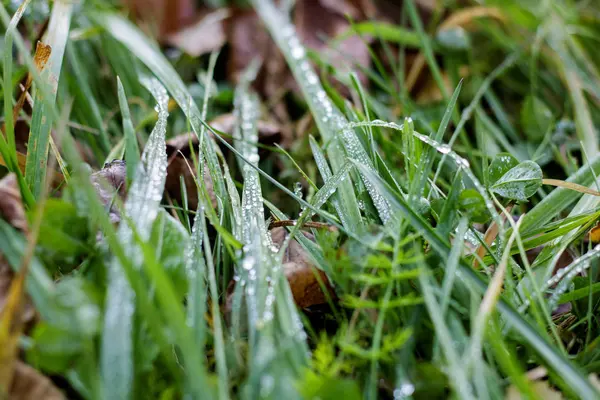 Tautropfen auf grünen Grasblättern — Stockfoto