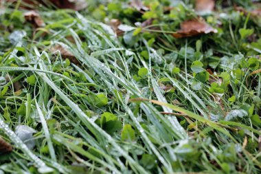 Çimyeşil yaprakları üzerinde çiy Damla