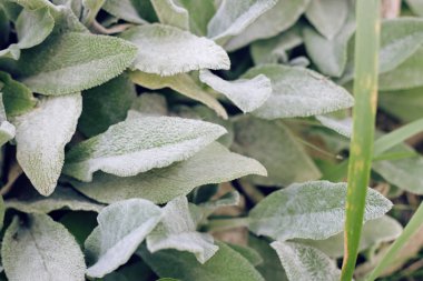 Bir ağaç dalı closeup yeşil yaprakları