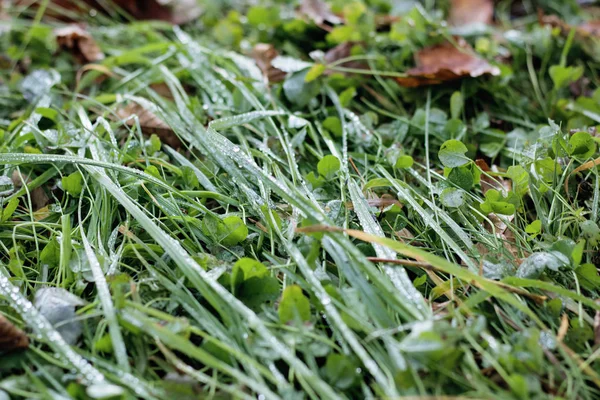 Gotas de orvalho em folhas verdes de grama — Fotografia de Stock