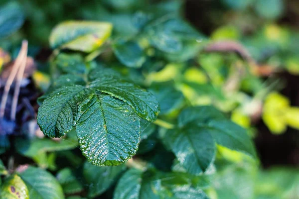 La hoja verde de la rosa mosqueta se acercan — Foto de Stock