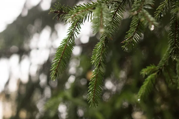 Gotas de rocío en las ramas de abeto — Foto de Stock