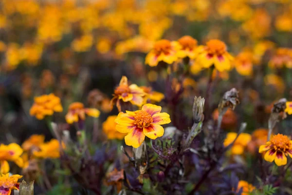 Yellow flower with dew drops on a background of flowers — Stock Photo, Image