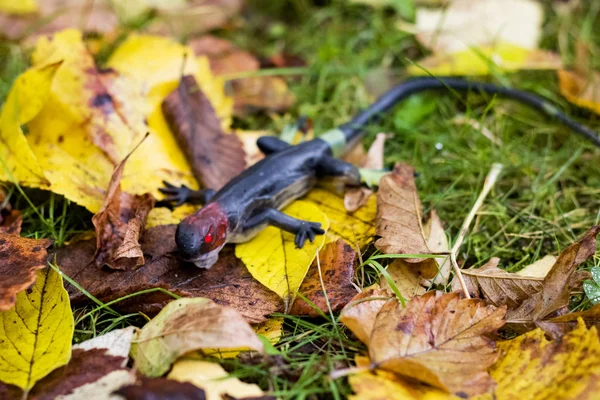 黄色秋叶上的黑色玩具蜥蜴在地上 — 图库照片