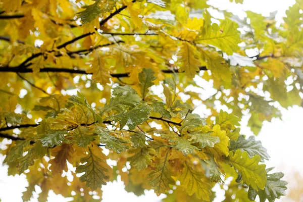 Yellow leaves on tree branches with dew drops — Stock Photo, Image