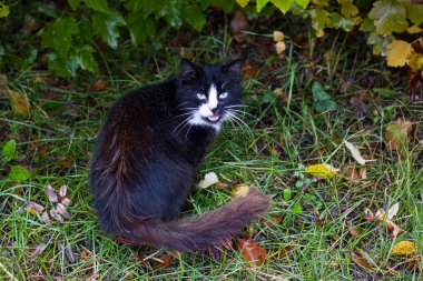 Çimenlerin ve sarı yaprakların arasında siyah sokak kedisi