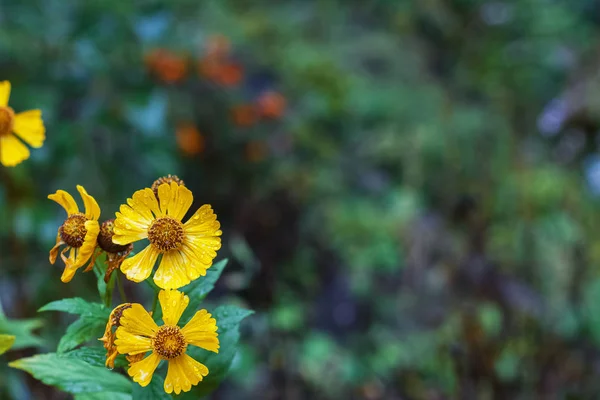 Жовті квіти з краплями роси на фоні зелені — стокове фото