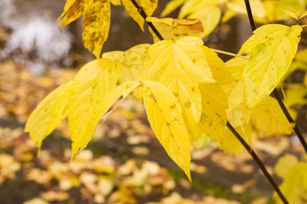 Gele bladeren op boomtakken met dauw druppels — Stockfoto