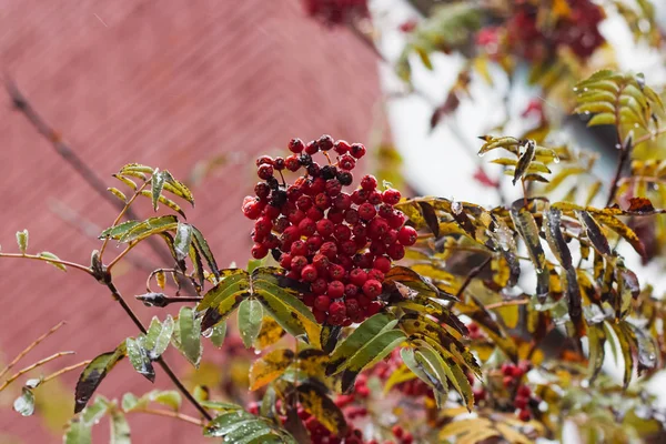 Red rowan berries on a branch with yellow leaves — Stock Photo, Image