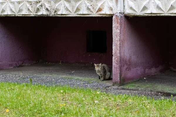 Grå rädd tabby katt sitter vid hörnet — Stockfoto