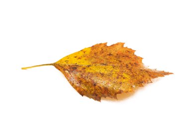 Çiyli sarı yaprak, beyaz arkaplanda izole edilmiş.