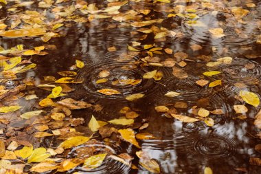 Sarı sonbahar yaprakları bir su birikintisine yakın.