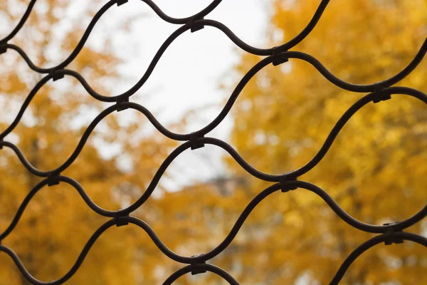 Gelbe Herbstbäume hinter einem Metallnetz — Stockfoto