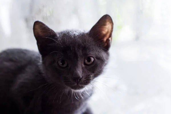 Морда серого котенка на фоне света из окна — стоковое фото