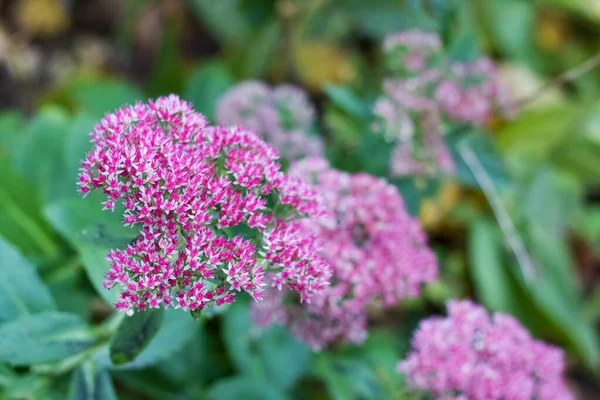 Fiore viola tra foglie verdi da vicino — Foto Stock