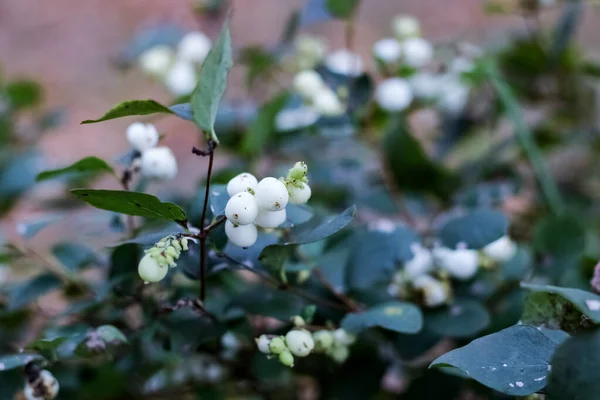 Petites fleurs blanches sur une branche avec des feuilles — Photo