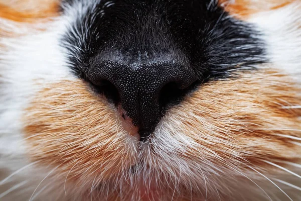 Zwarte neus van driekleurige kat, close-up portret — Stockfoto