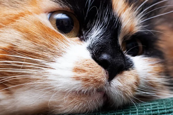 Gezicht van boze driekleurige kat, close-up portret — Stockfoto