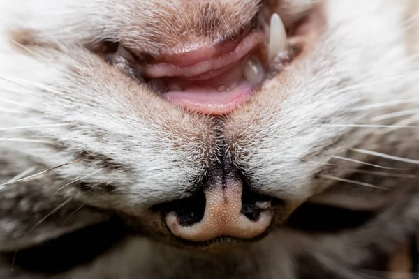 猫嘴里的坏牙兽医护理 — 图库照片