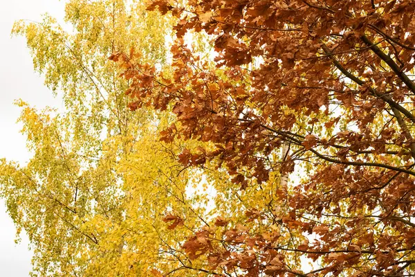 Yellow leaves on tree branches close up — Stock Photo, Image