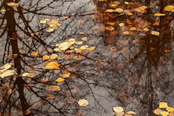 Gelbe Herbstblätter in einer Pfütze aus nächster Nähe — Stockfoto