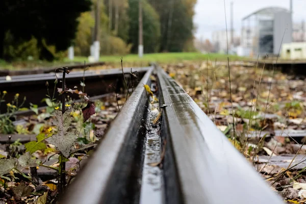 Railroad rails among grass and yellow leaves — Stock Photo, Image