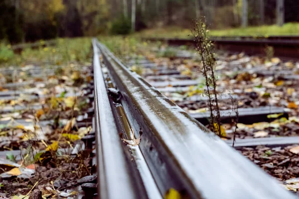 Ferrocarriles entre hierba y hojas amarillas — Foto de Stock