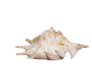 Beyaz arka planda izole edilmiş sarı deniz kabuğu