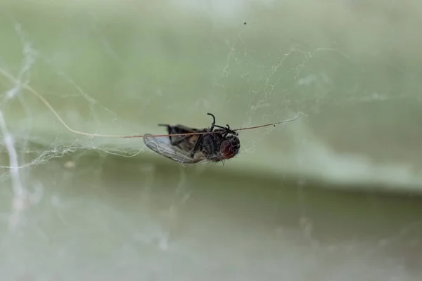 Martwa czarna mucha w sieci zbliżenie — Zdjęcie stockowe