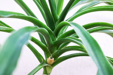 Ev bitkisinin ince yaprakları