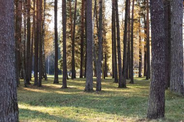 Sonbahar parkında güneş ışığında uzun çam ağaçları