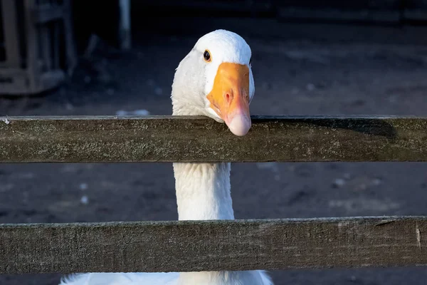 White goose behind a wooden fence closeup — ストック写真