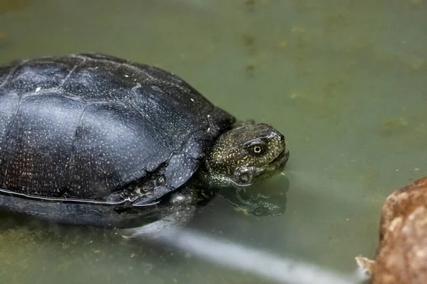 Zwarte schildpad in aquarium in waterclose-up — Stockfoto