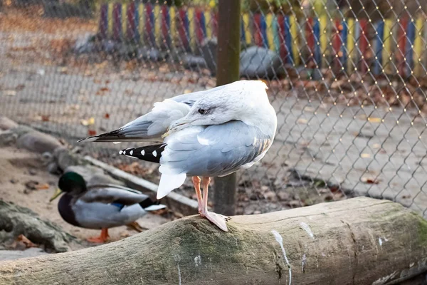 Белая чайка на бревне рядом с прудом — стоковое фото