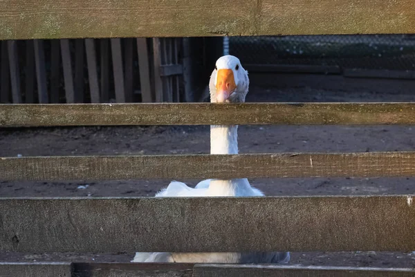 White goose behind a wooden fence closeup — ストック写真