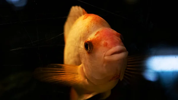 Peixe amarelo em água escura perto — Fotografia de Stock