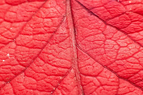 stock image Veins on a red leaf from a tree