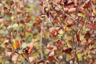Ağaç dallarındaki sarı sonbahar yaprakları