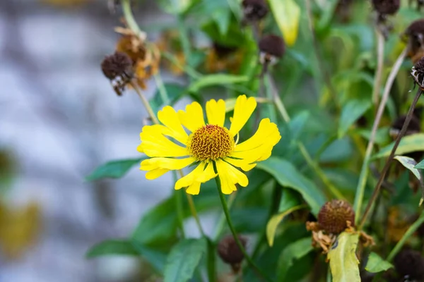 Autumn yellow flower among green leaves closeup — Stock Photo, Image
