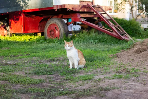 Gato vermelho curioso senta-se em um canteiro de obras — Fotografia de Stock
