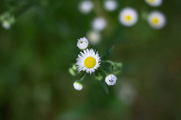 Pequeñas flores de margarita sobre un fondo de vegetación — Foto de Stock